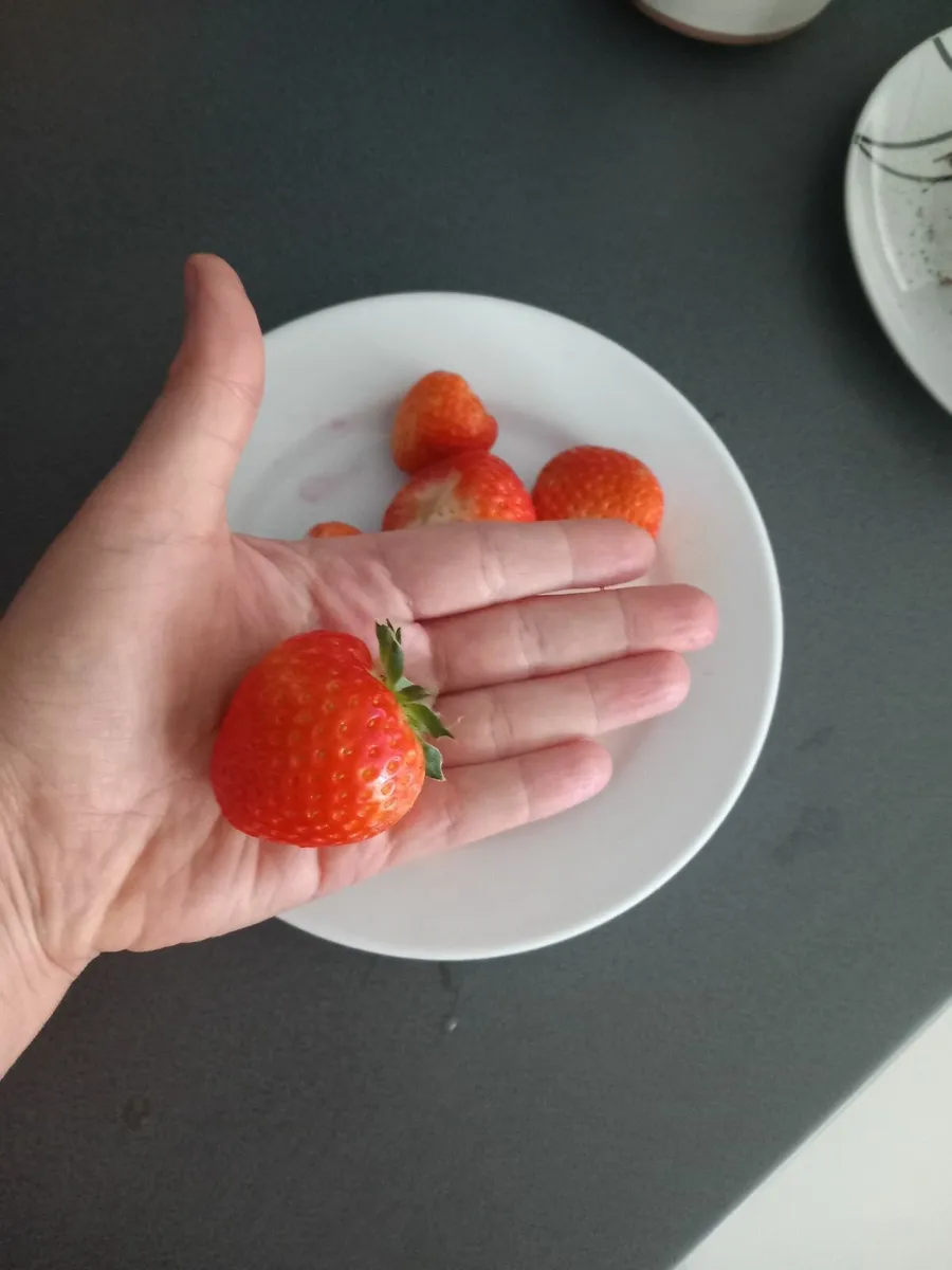 Strawberry plants - Image 3
