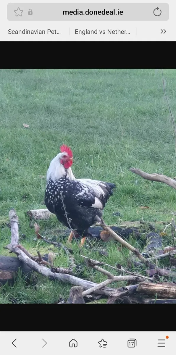 Roosters £1 - Image 2