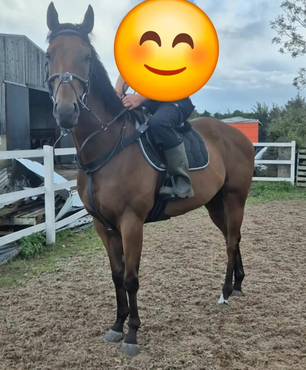 Approx 16.1 Gelding 5yr old - Image 4