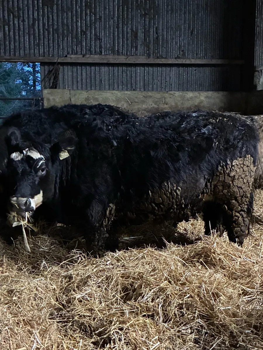 R grade suckler bred Angus heifers - Image 1