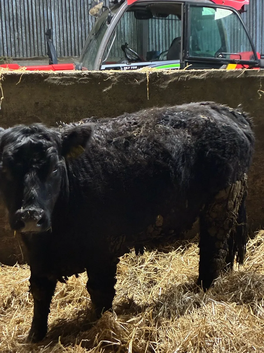 R grade suckler bred Angus heifers - Image 2