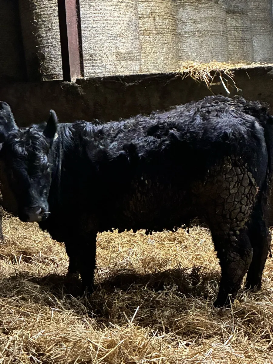 R grade suckler bred Angus heifers - Image 3