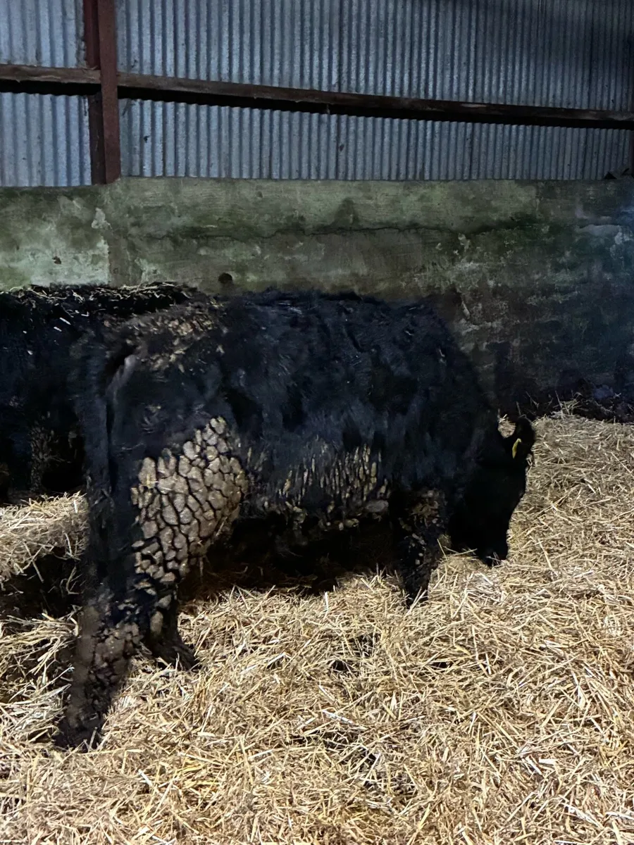 R grade suckler bred Angus heifers - Image 4