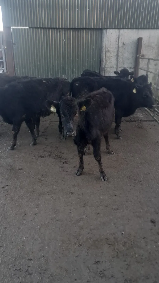 Angus heifers - Image 2