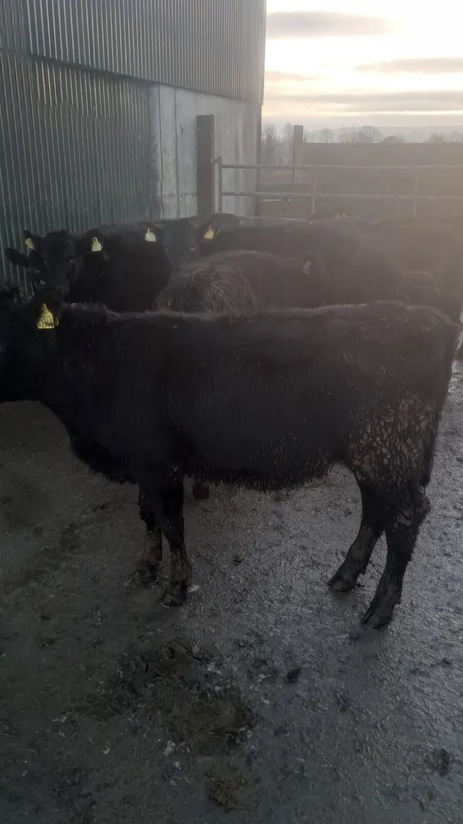 Angus heifers - Image 3