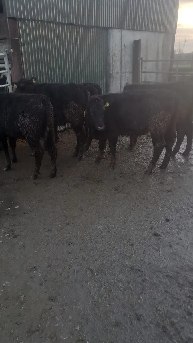 Angus heifers - Image 4