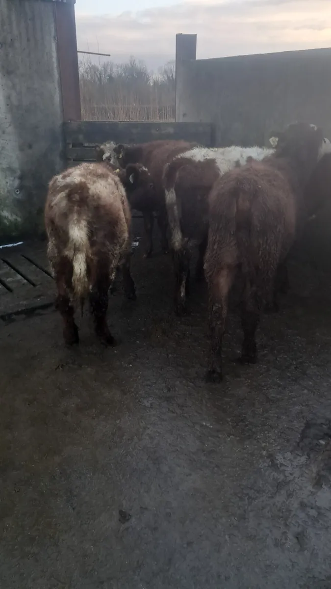 Weanling heifers - Image 2