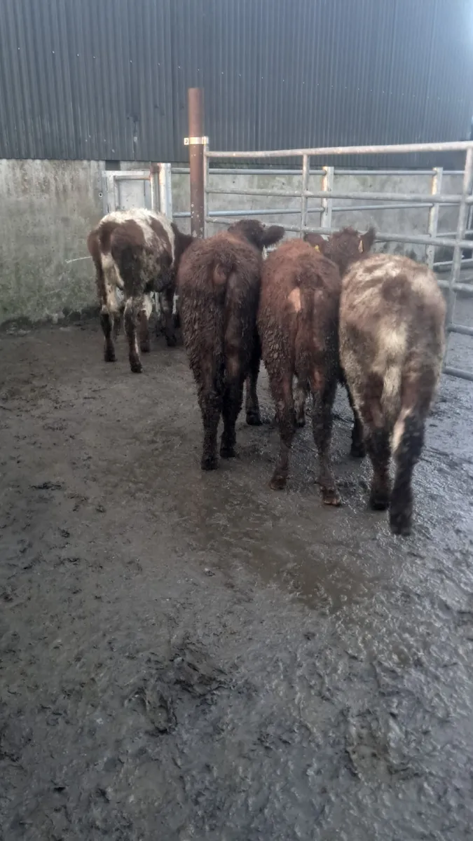 Weanling heifers - Image 1