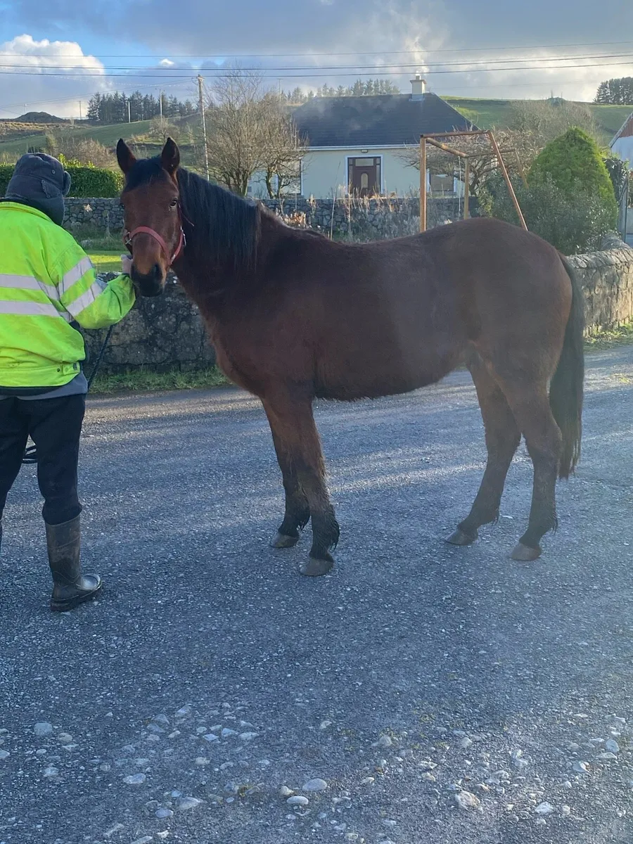 3yr old bay reg Connemara filly - Image 2