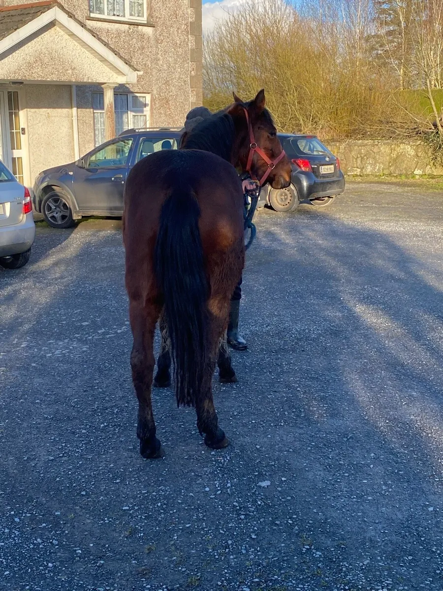 3yr old bay reg Connemara filly - Image 3