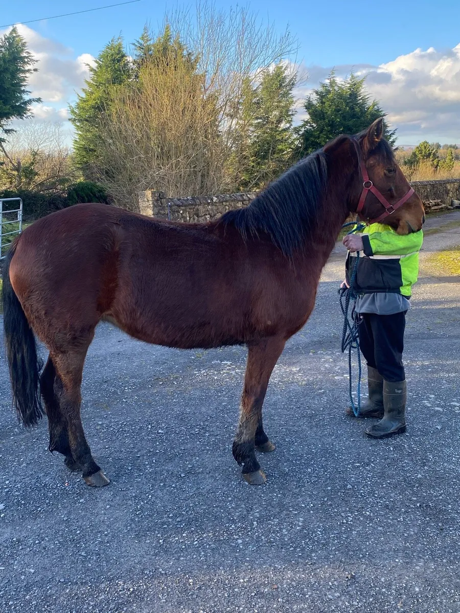 3yr old bay reg Connemara filly - Image 1