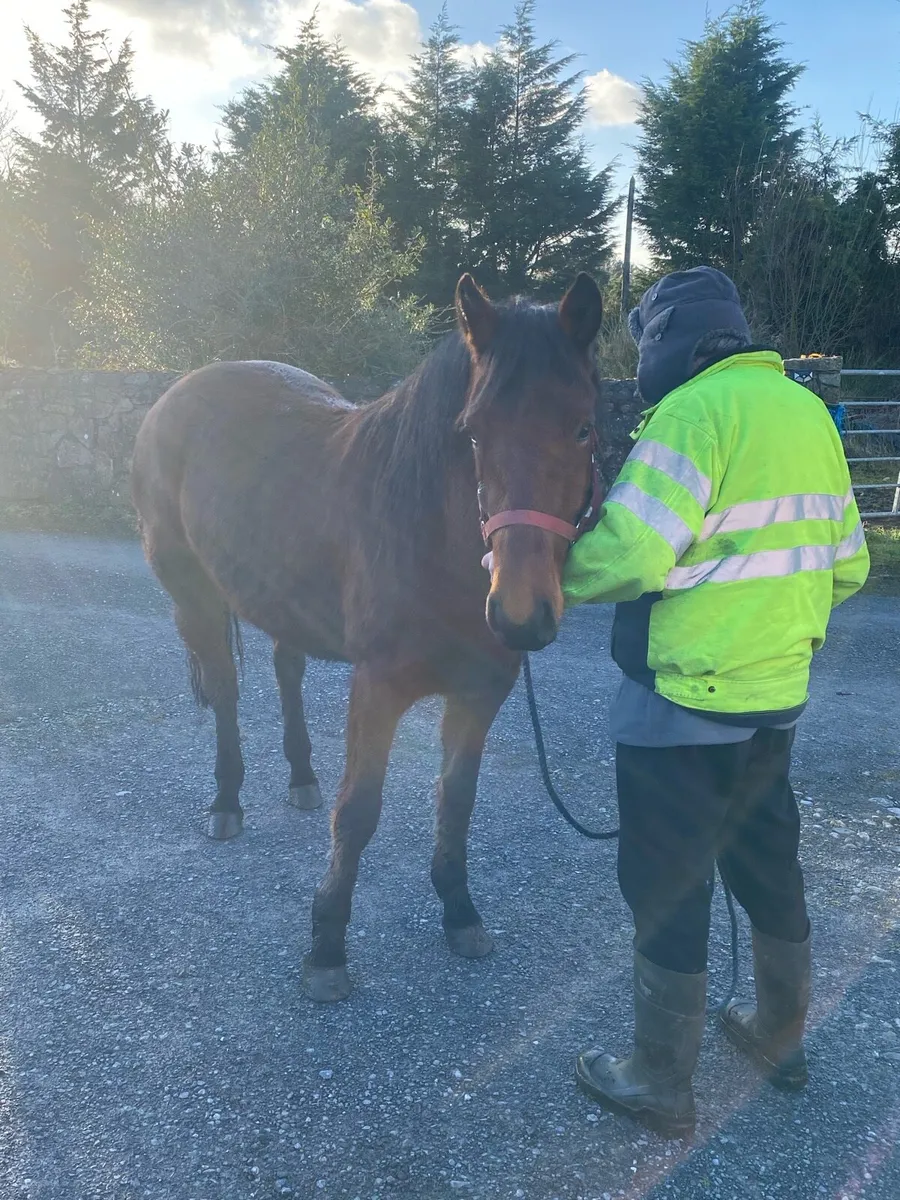3yr old bay reg Connemara filly - Image 4
