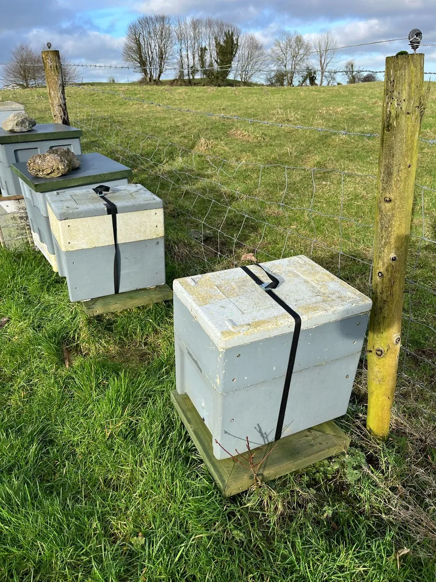 Overwintered bee nucs - Image 1