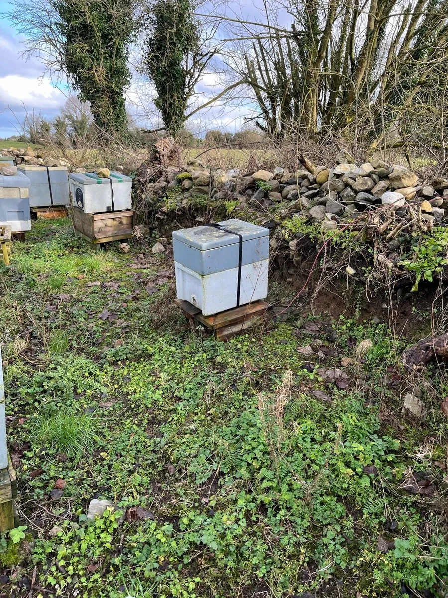 Overwintered bee nucs - Image 2