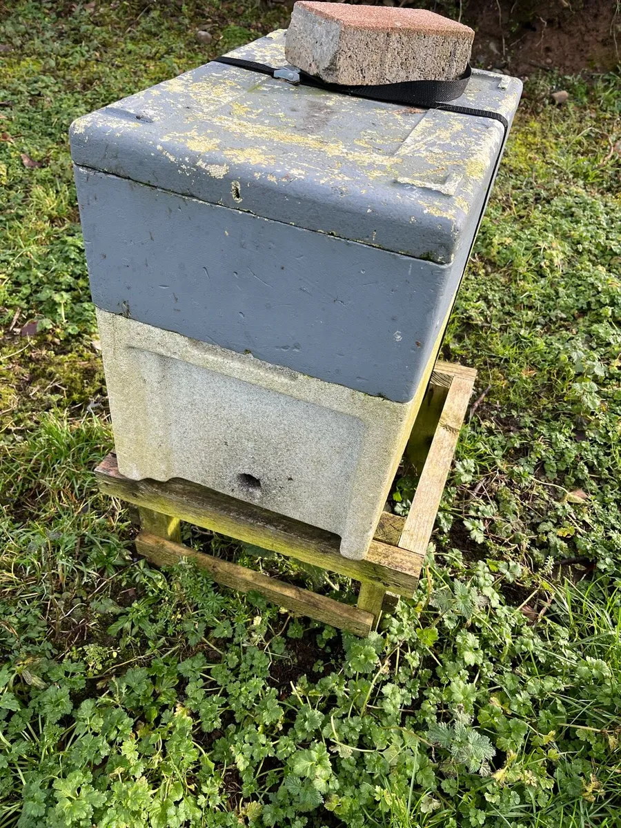 Overwintered bee nucs - Image 3