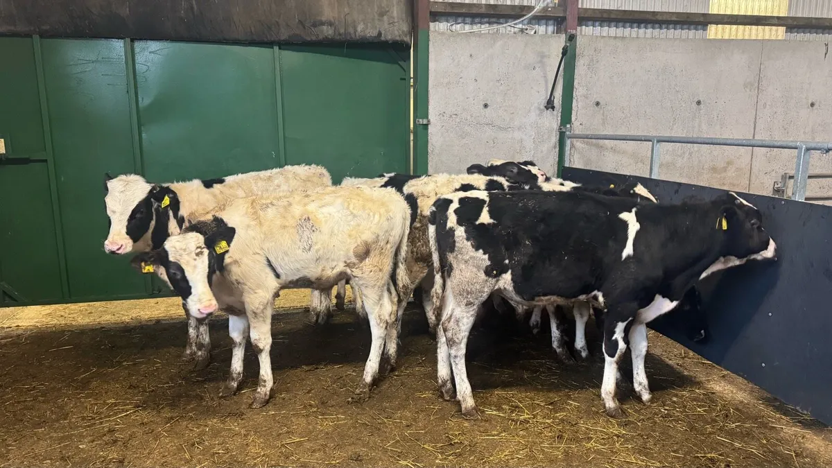 Friesian Bulls - Image 3