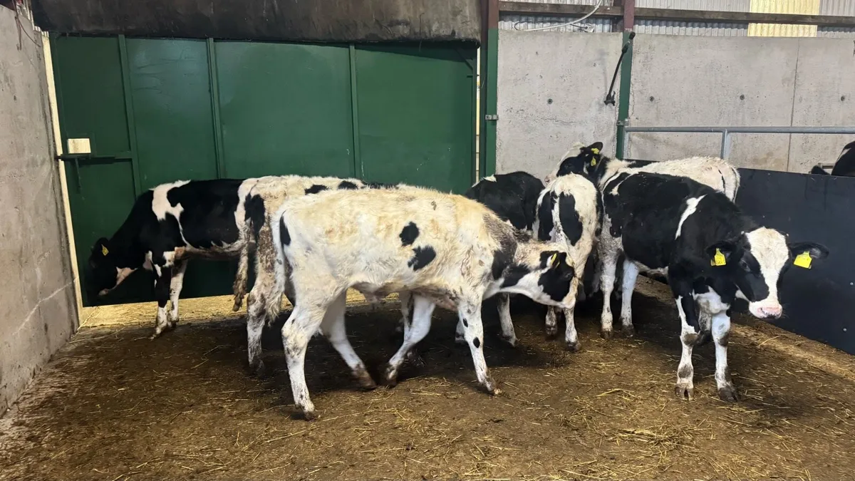 Friesian Bulls - Image 4