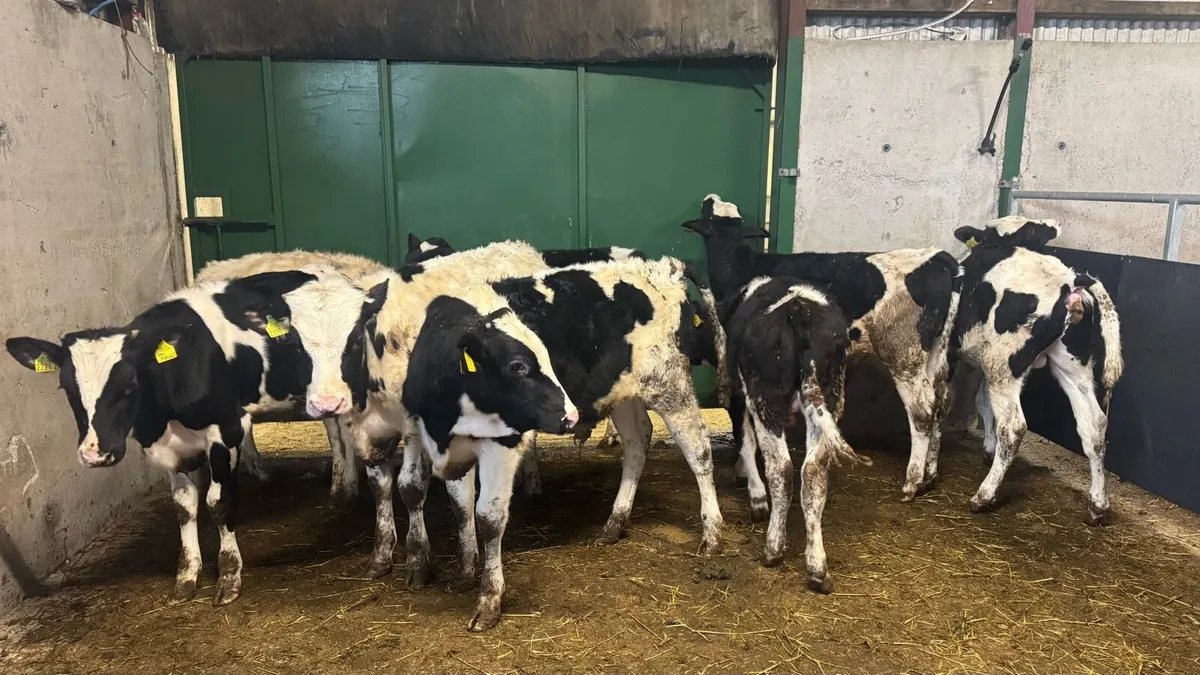 Friesian Bulls - Image 1