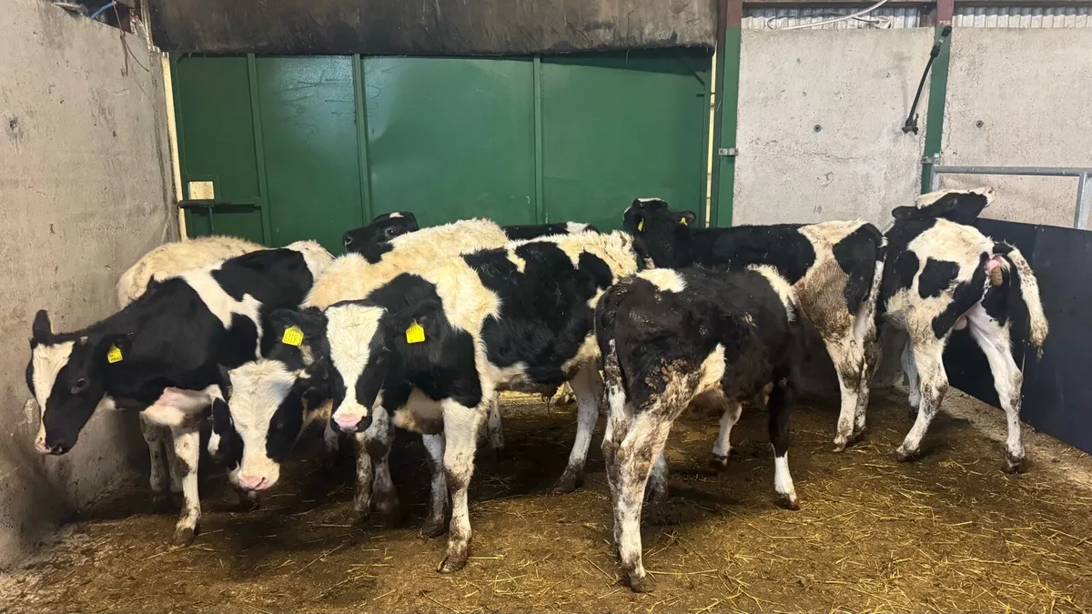 Friesian Bulls - Image 2