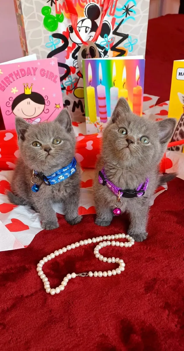 Amazing Purebred British kittens - Image 2