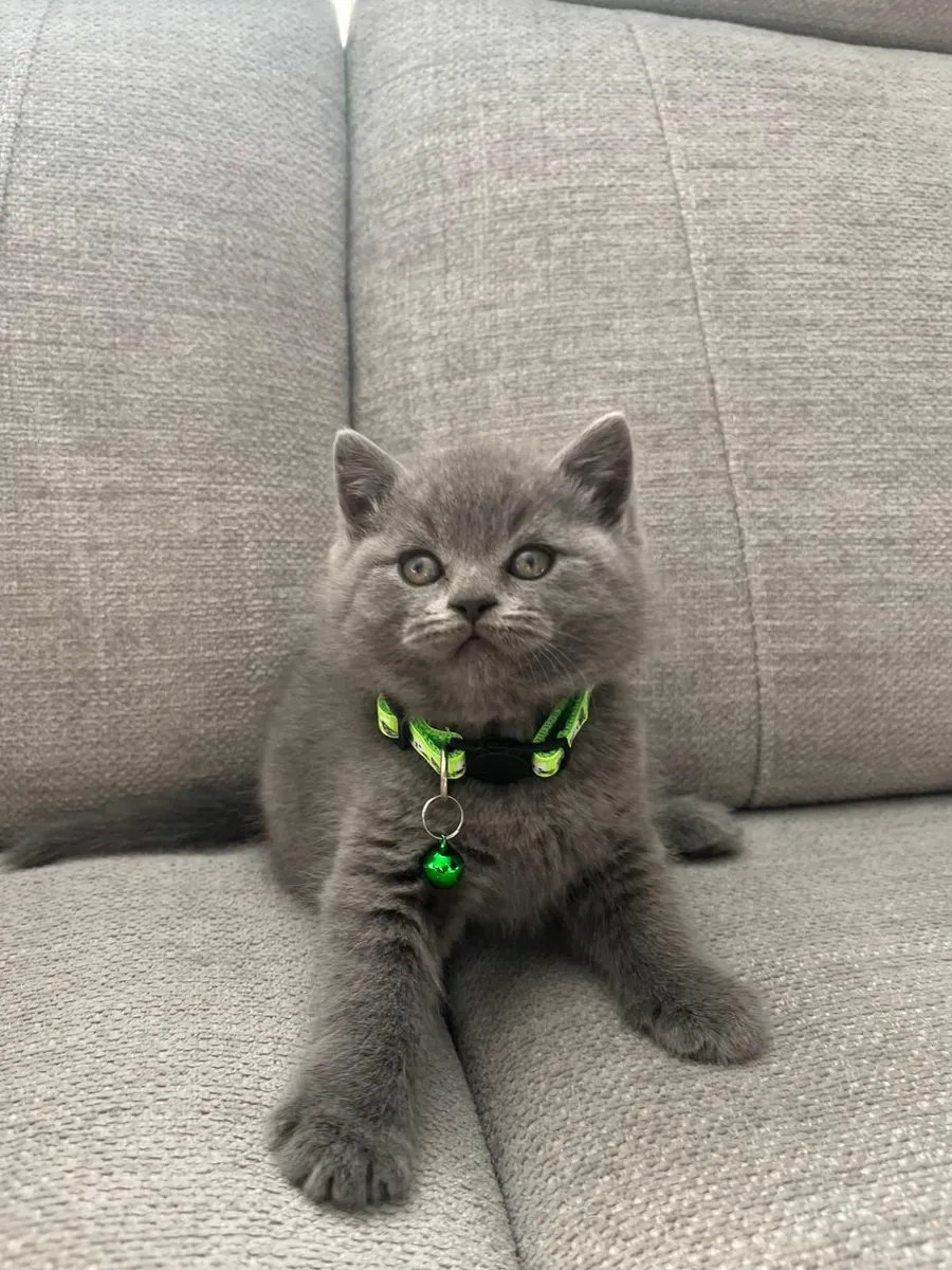 Amazing Purebred British kittens - Image 3