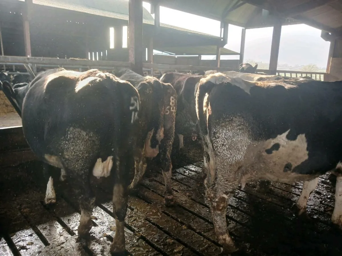 April calving Heifers and Cows - Image 2