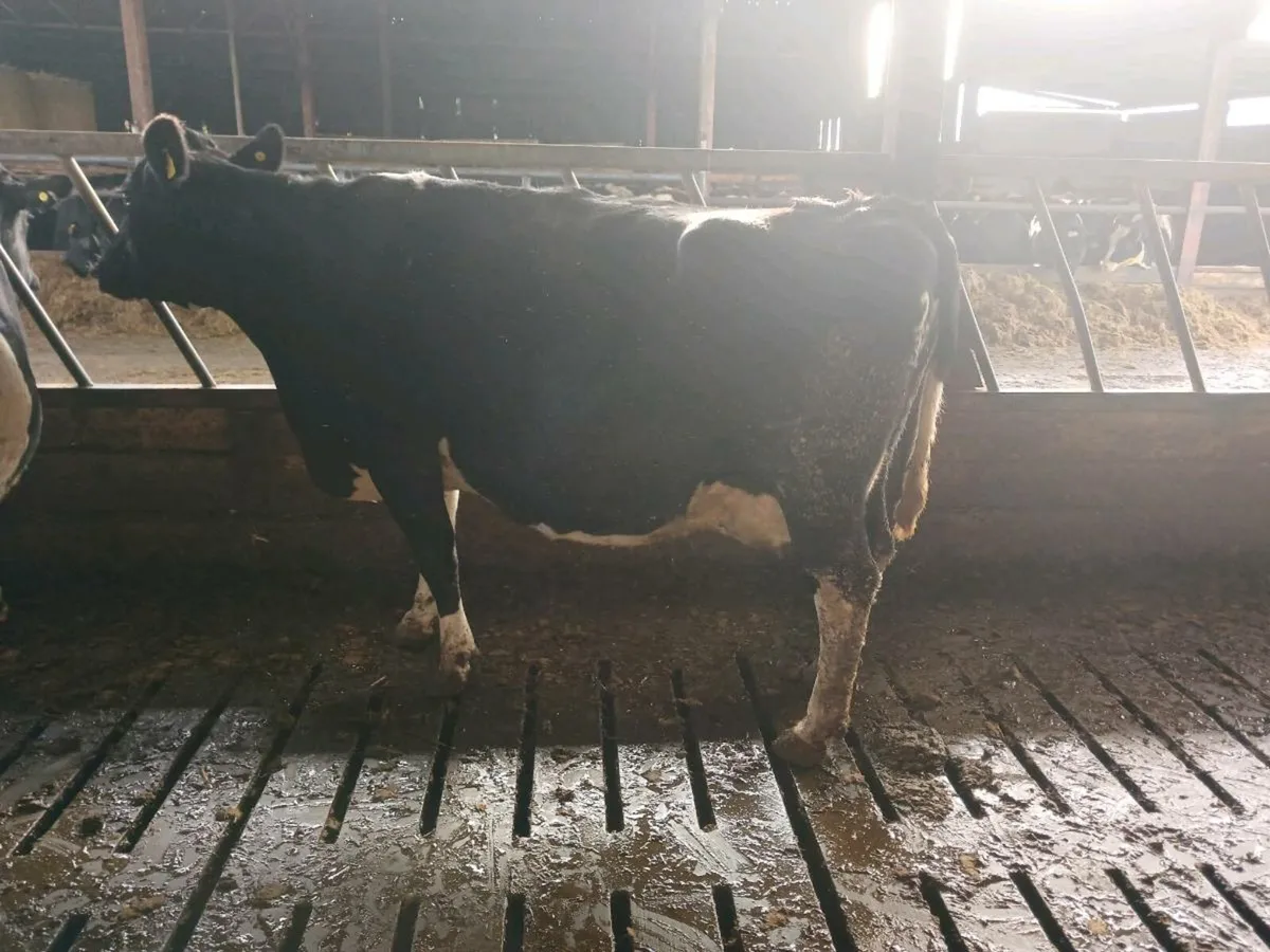 April calving Heifers and Cows - Image 3