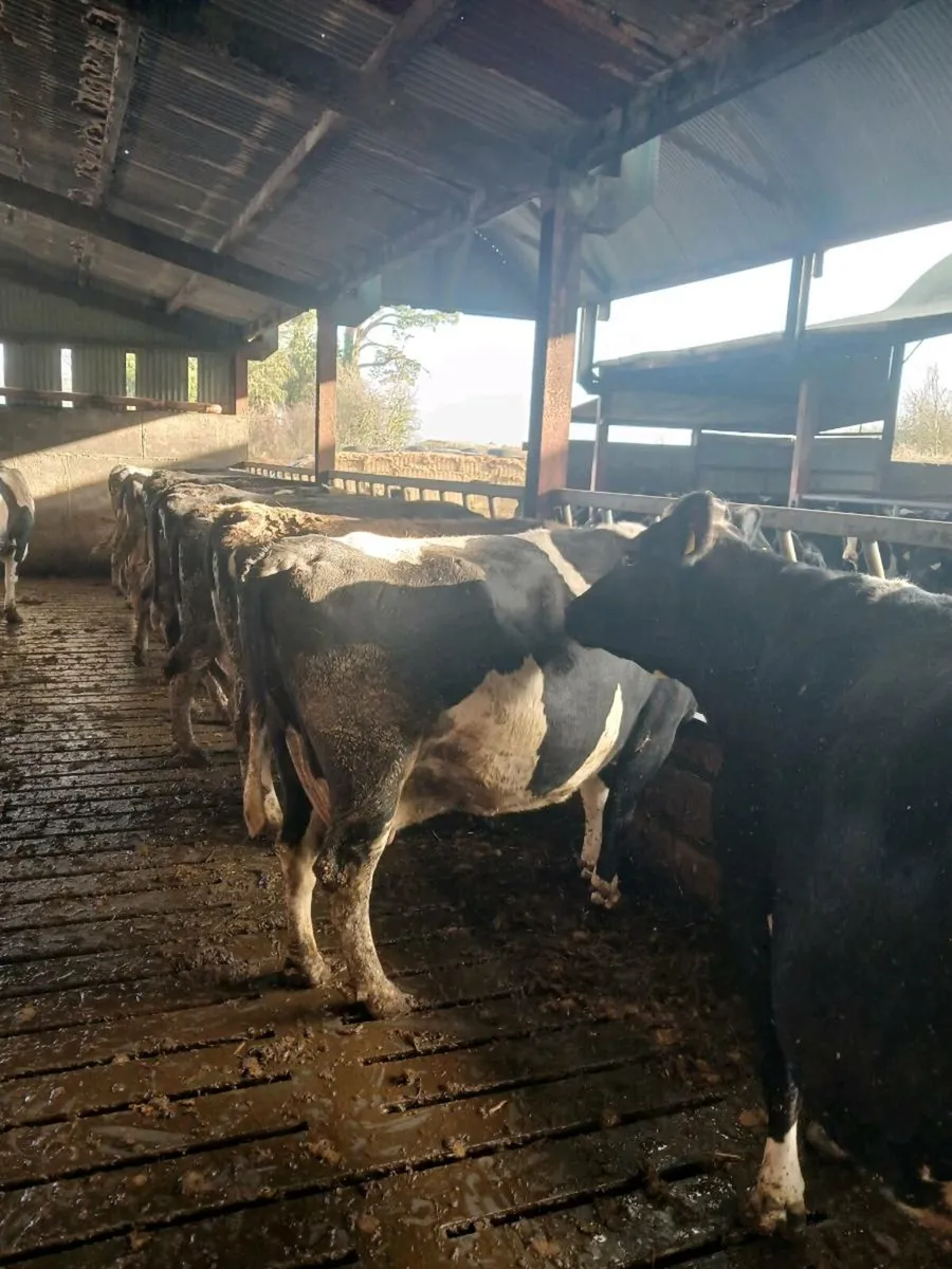 April calving Heifers and Cows - Image 1