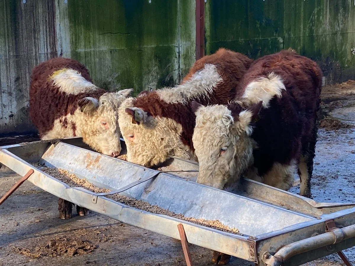 4 Suckler Bred Hereford Heifers for Sale - Image 4