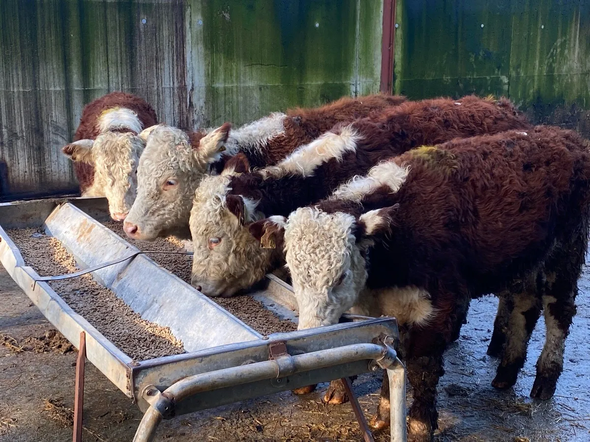 4 Suckler Bred Hereford Heifers for Sale - Image 1