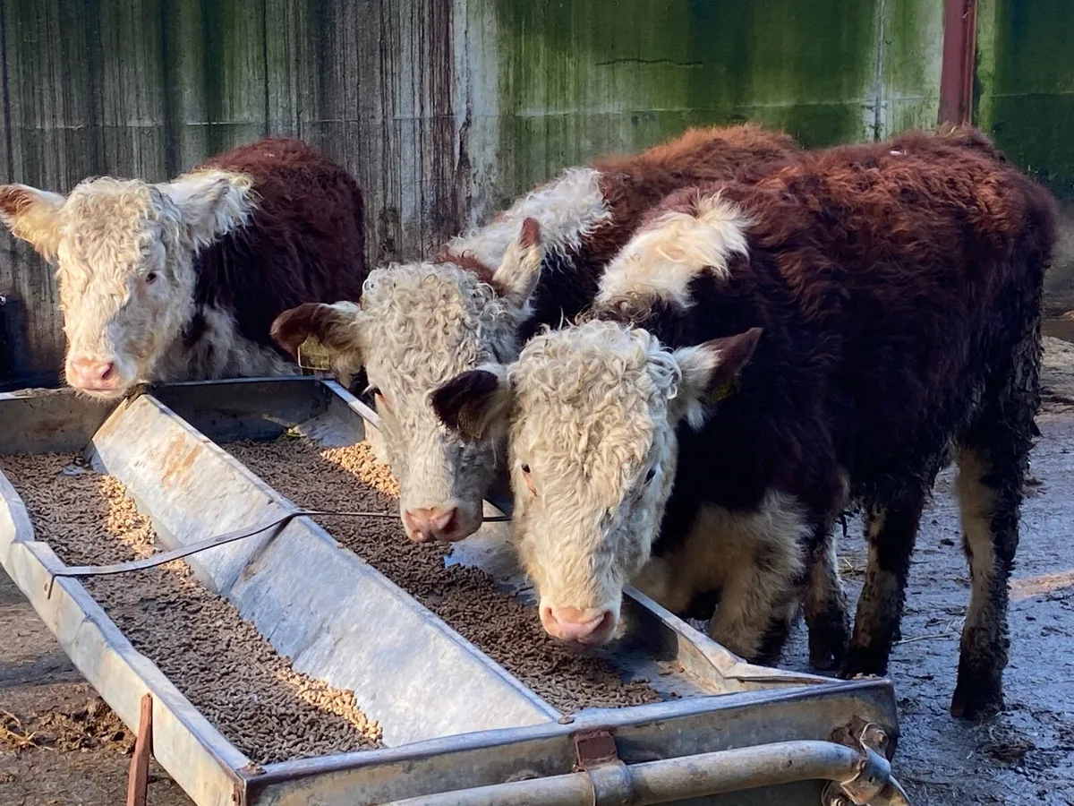 4 Suckler Bred Hereford Heifers for Sale - Image 2