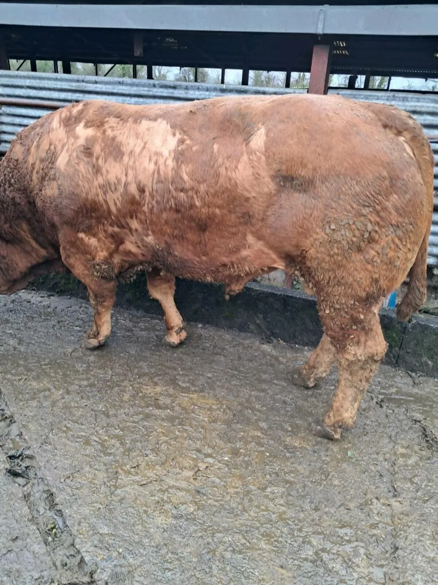 Hybrid bull - Image 1