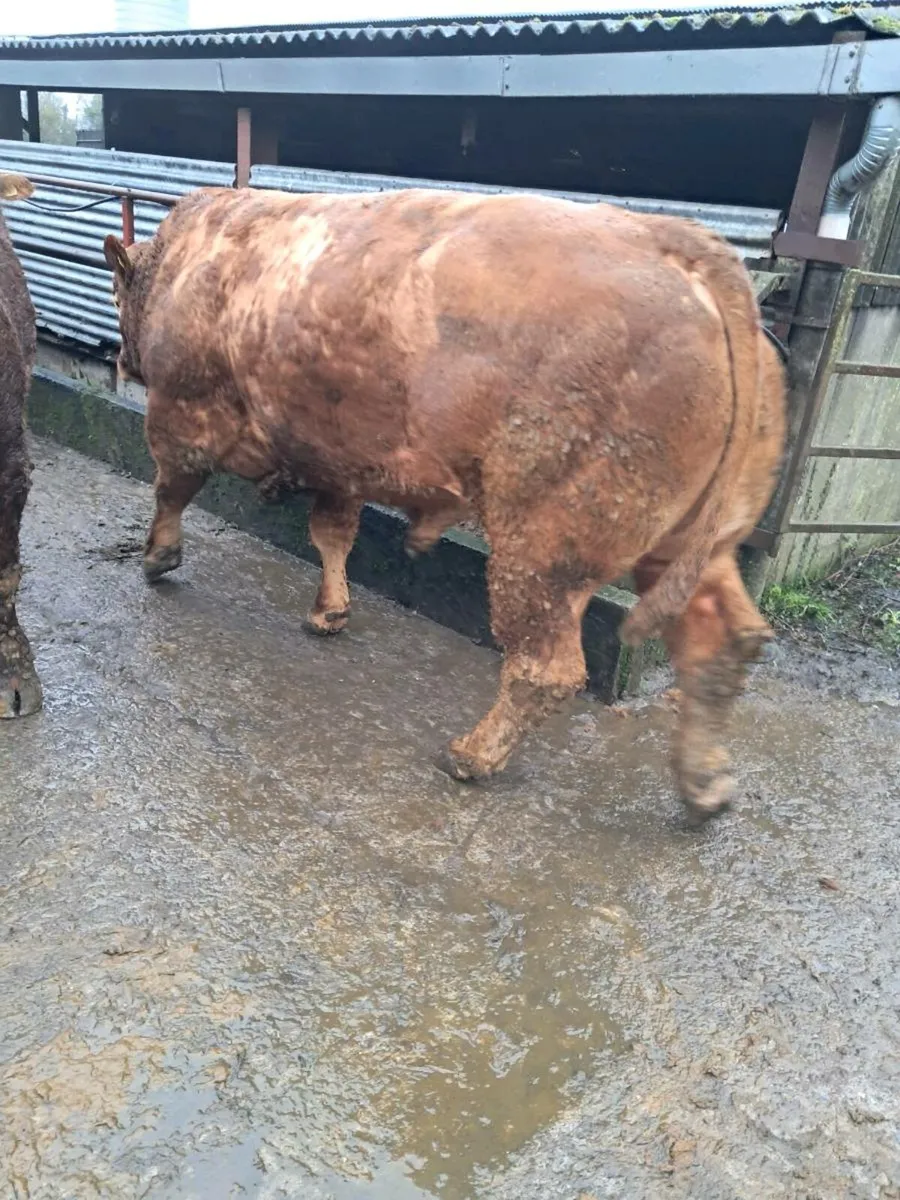 Hybrid bull - Image 2