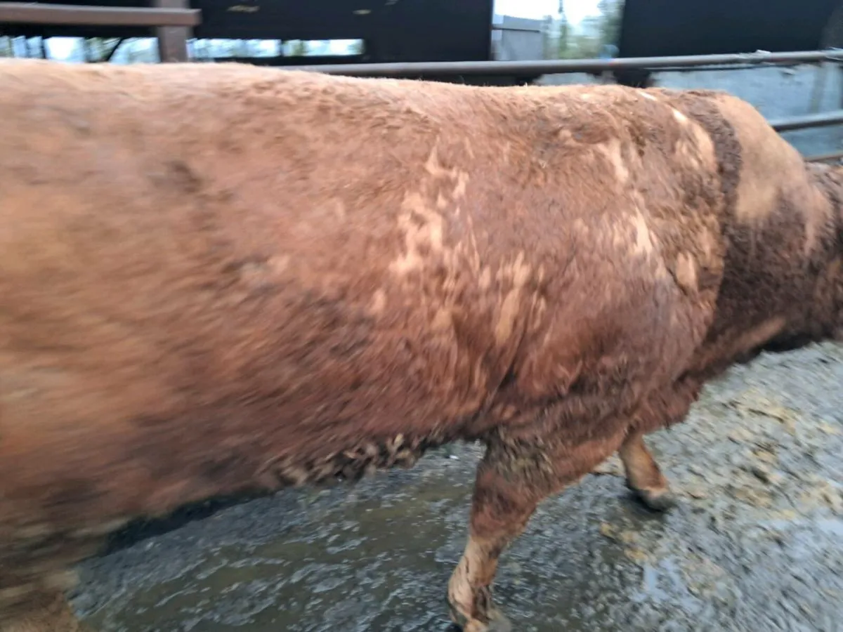 Hybrid bull - Image 3