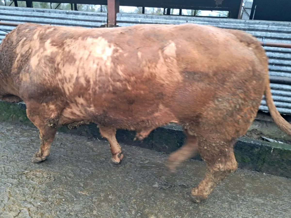 Hybrid bull - Image 4