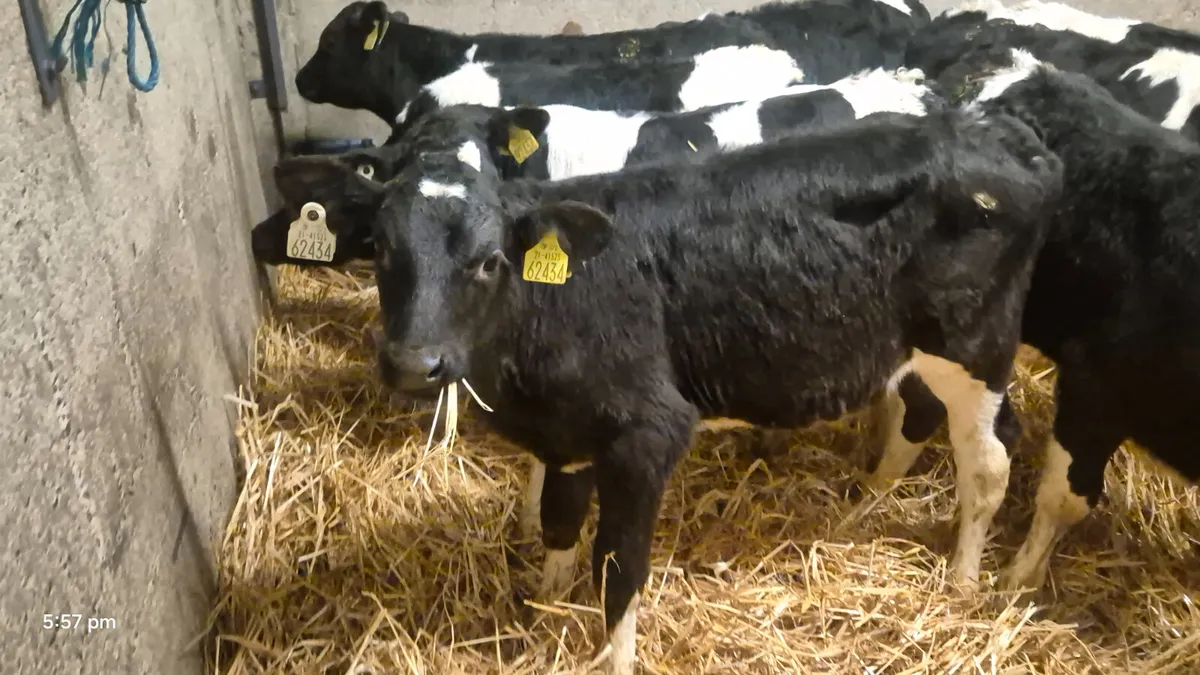11 Quality Strong Friesian bull calves for sale - Image 3