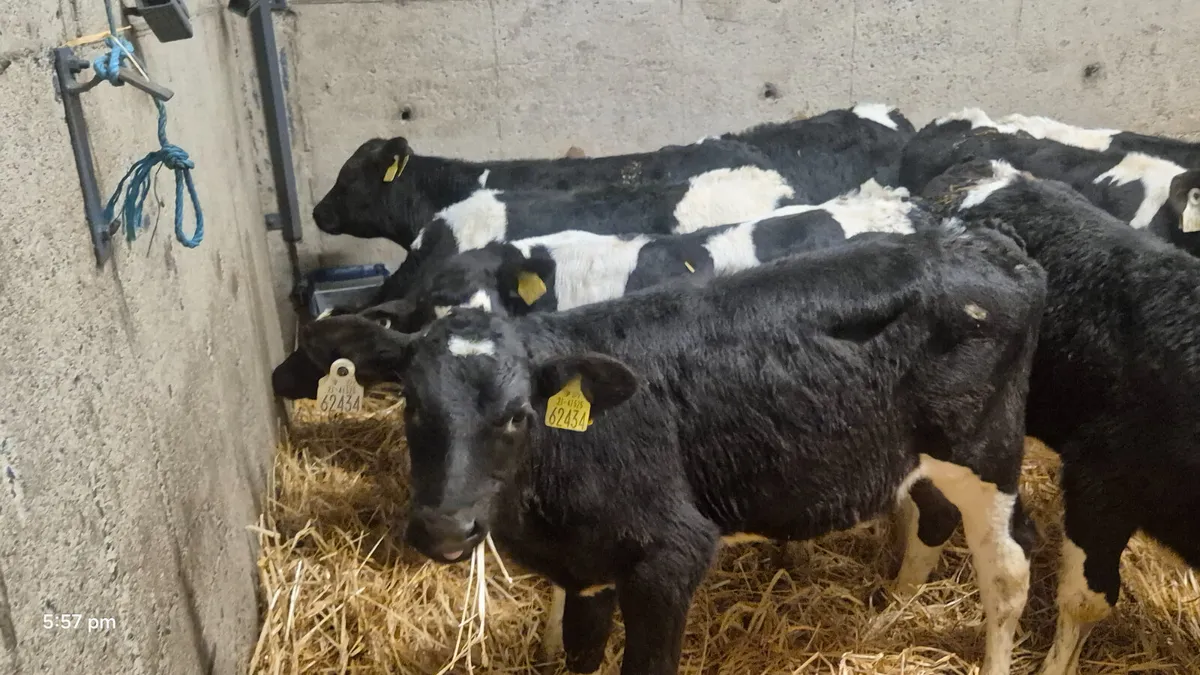 11 Quality Strong Friesian bull calves for sale - Image 1
