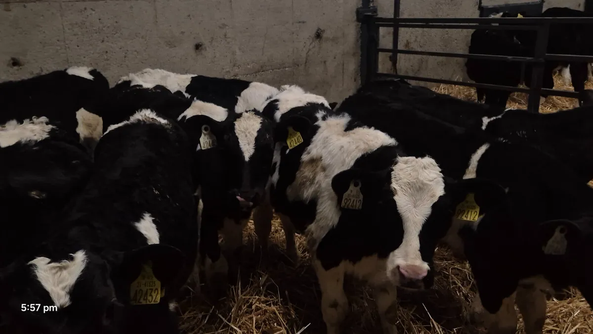 11 Quality Strong Friesian bull calves for sale - Image 4