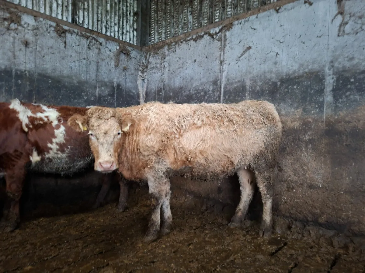 Sucklers Springers - Image 4