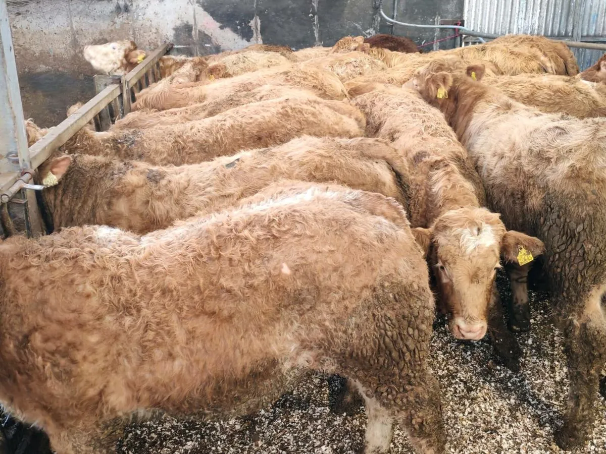 ⭐⭐West of Ireland Bullock's ⭐⭐ - Image 1