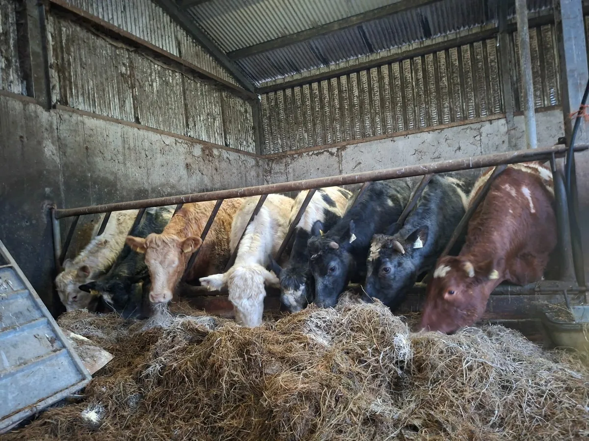 Sucklers Springers - Image 1