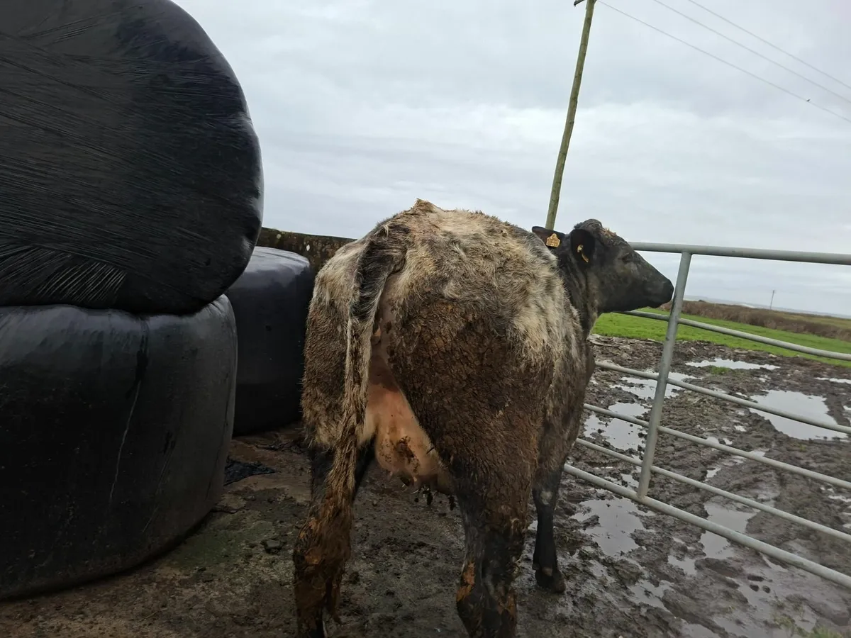 Sucklers Springers - Image 2