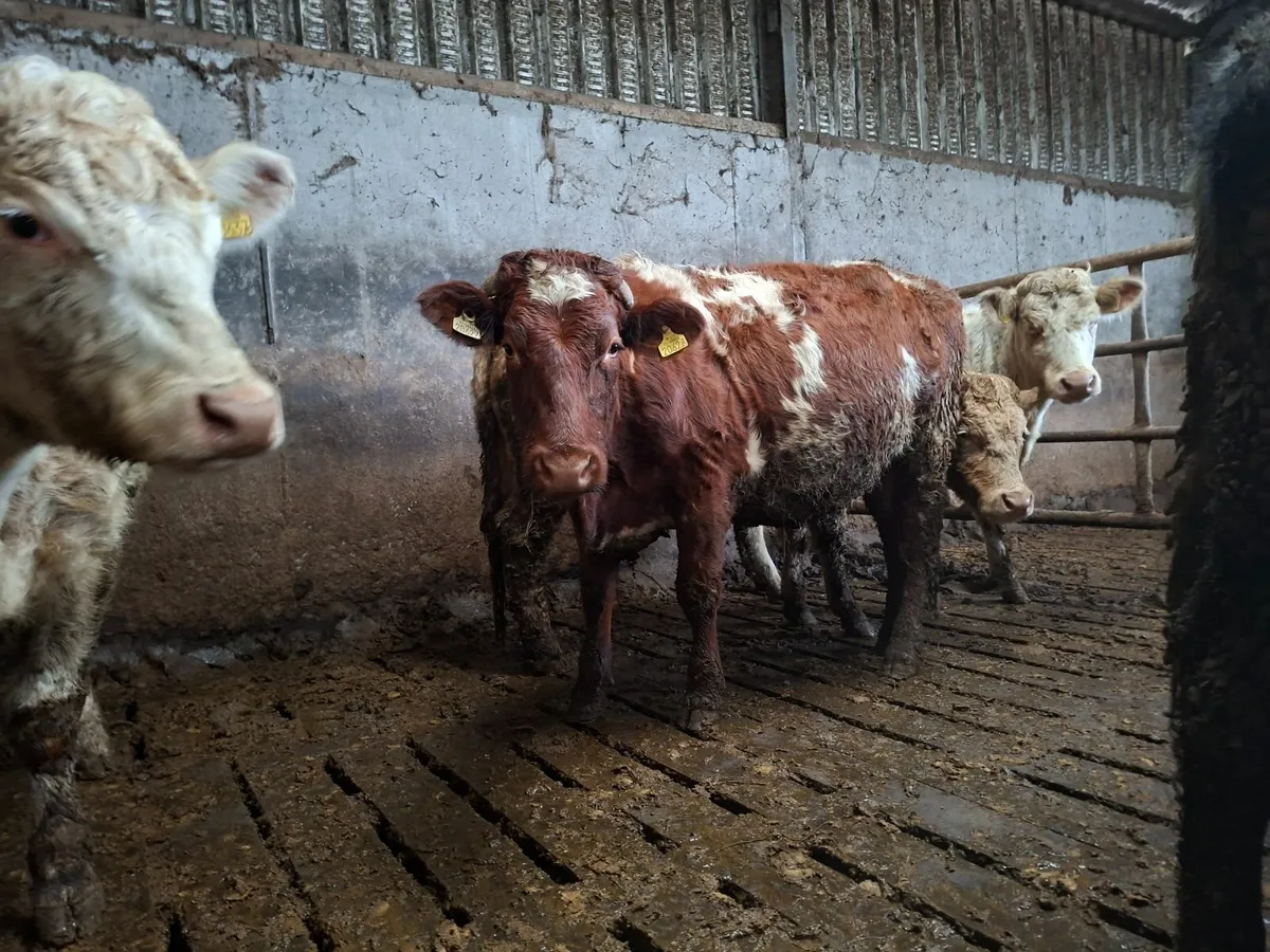 Sucklers Springers - Image 3