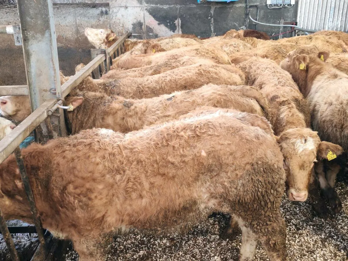 ⭐⭐20 U Grade Engines 380 kgs ⭐⭐ - Image 1