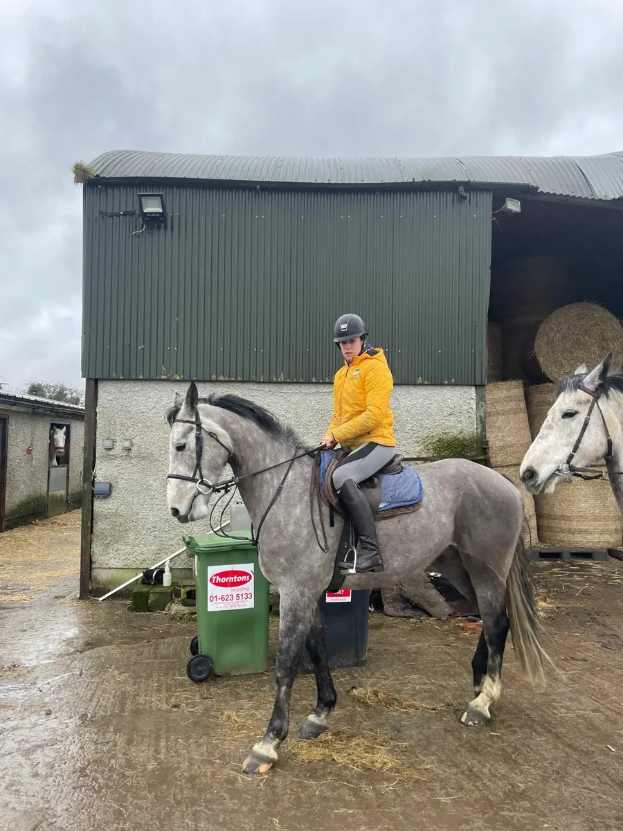 Smashing 16,1 Grey Gelding and 16,2 Grey Mare - Image 3