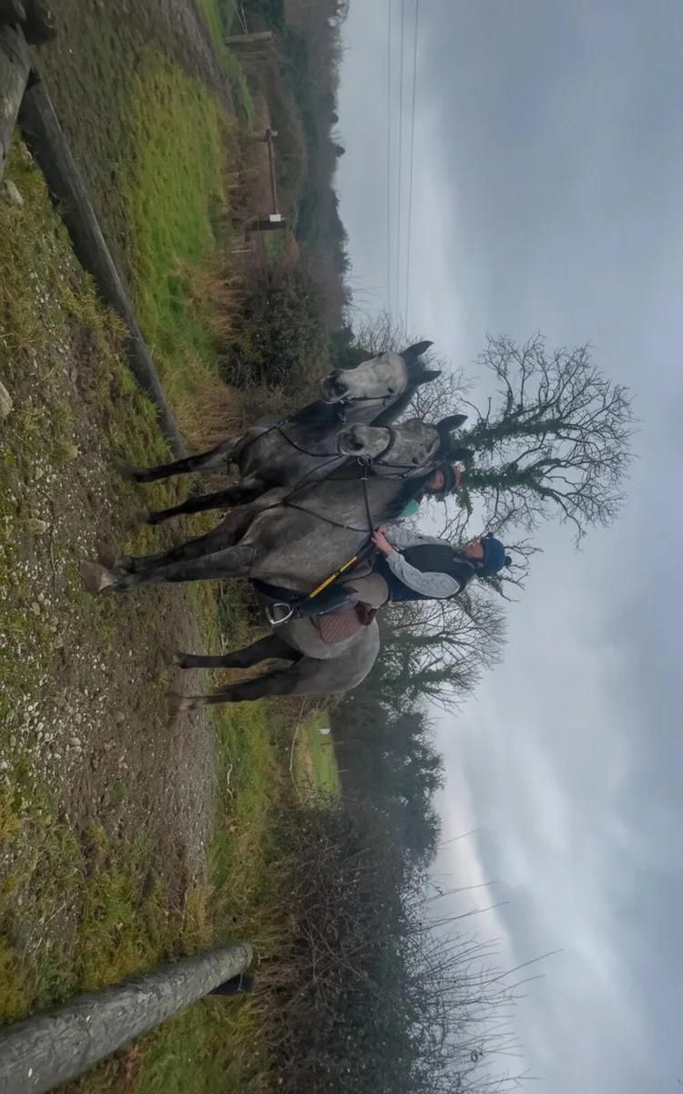 Smashing 16,1 Grey Gelding and 16,2 Grey Mare - Image 1