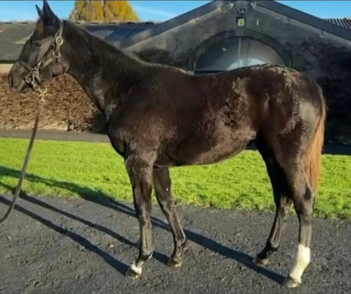 Blacktype pedigree Broodmare - Image 3