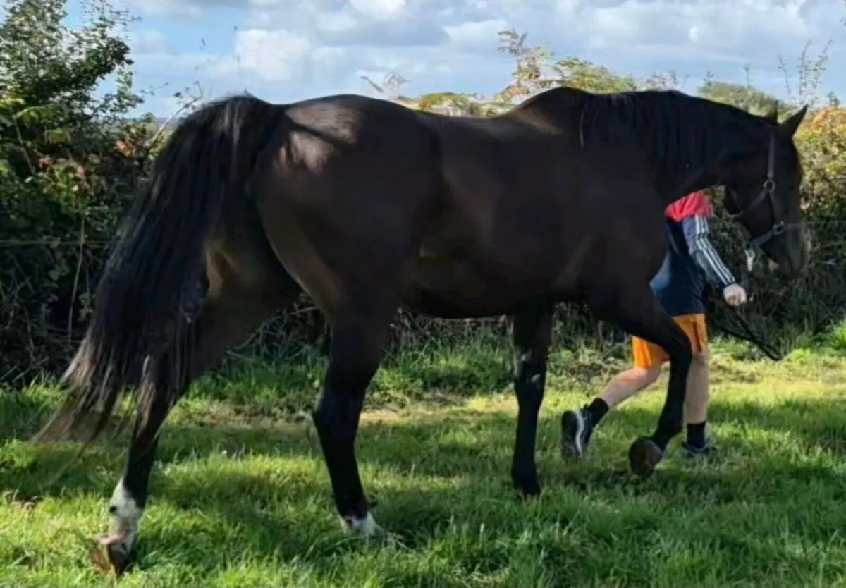 Blacktype pedigree Broodmare - Image 1