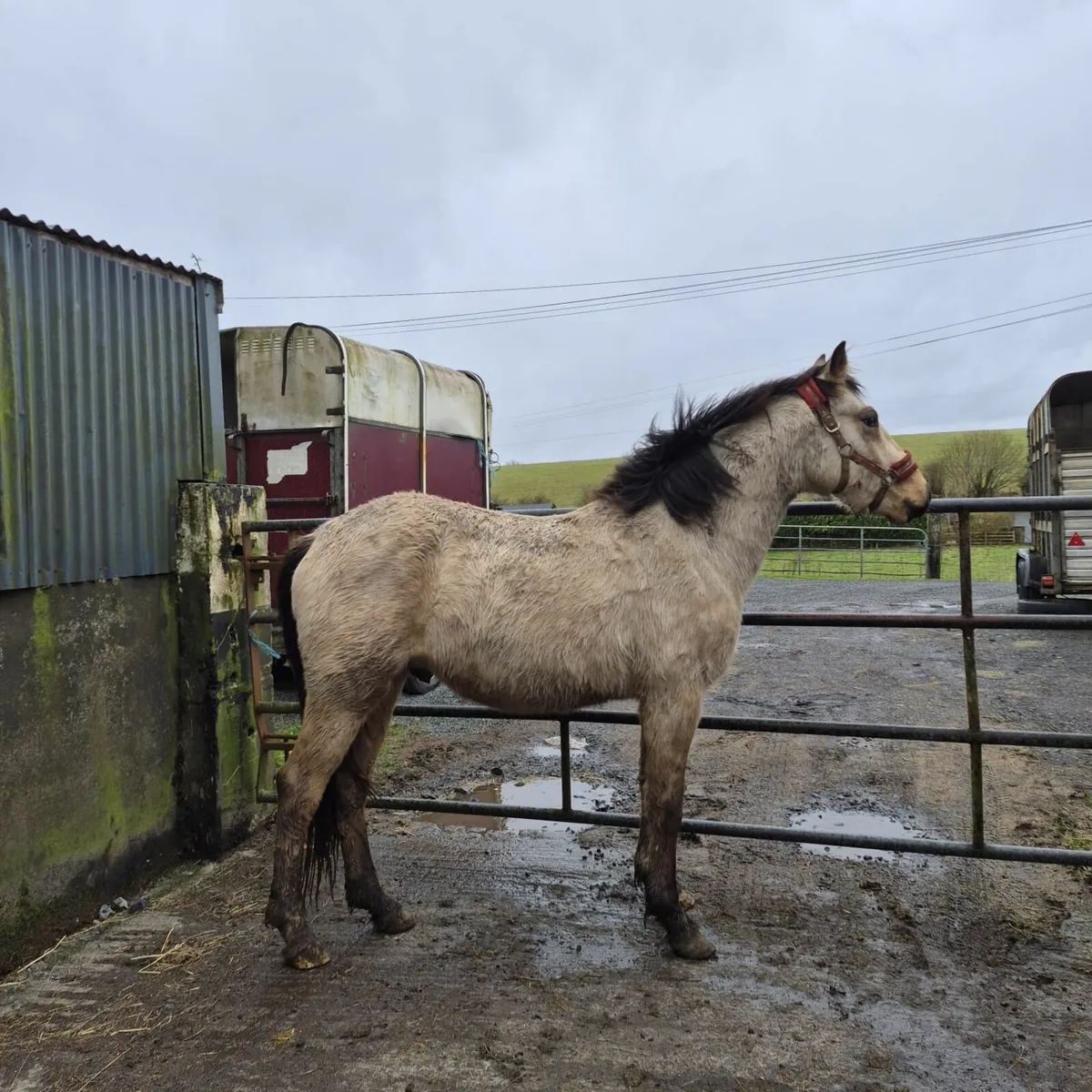 Golden Dun sports pony 148cms - Image 1