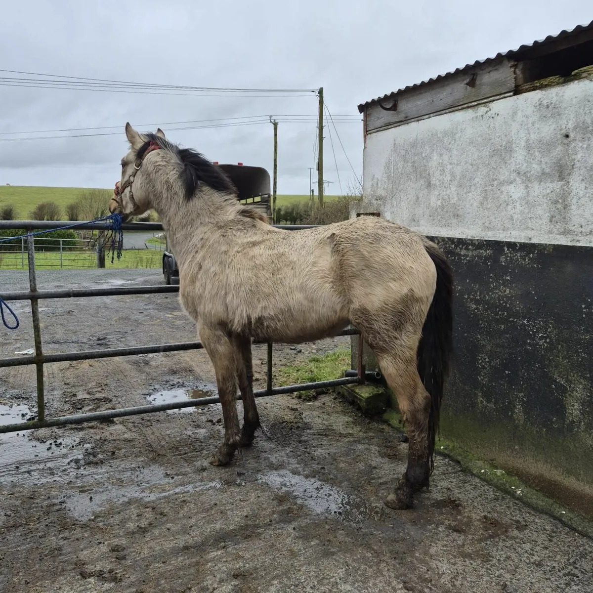 Golden Dun sports pony 148cms - Image 2